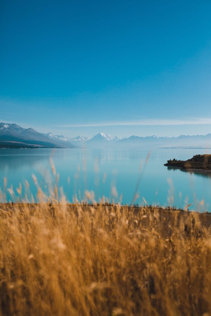 Ein türkisfarbener Bergsee in Neuseeland mit schneebedeckten Gipfeln am Horizont, gesehen über goldenen Gräsern im Vordergrund.