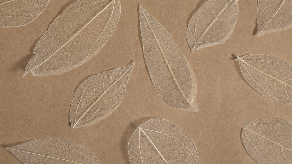Zarte, skelettierte Blätter, die filigrane Aderstrukturen zeigen, sind auf einem beigefarbenen, strukturierten Untergrund arrangiert.