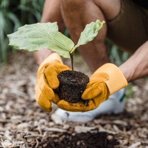 Hände in gelben Gartenhandschuhen halten einen kleinen Setzling mit Erde über ein Pflanzloch in einem Beet mit Rindenmulch.