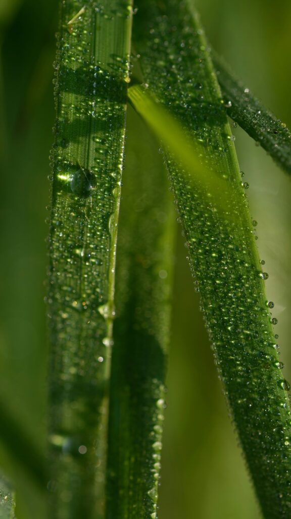 Grashalme in Nahaufnahme, bedeckt mit glitzernden Tautropfen im Morgenlicht.