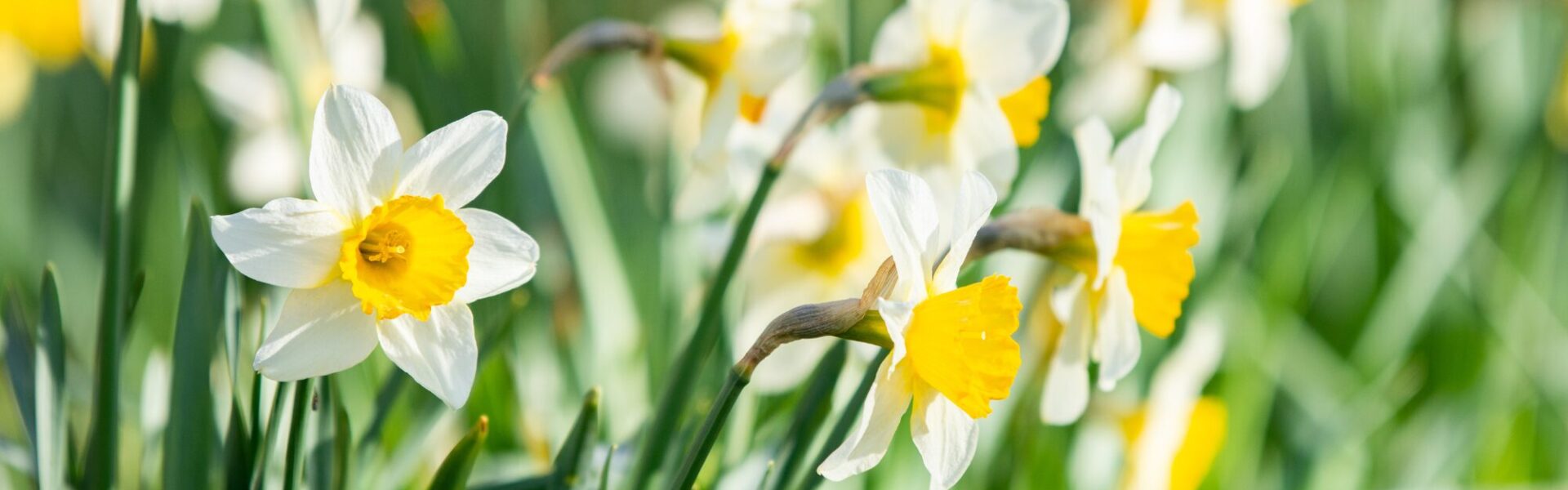 Ein Feld voller blühender Narzissen mit weißen und gelben Blüten, die den Frühling und das Osterfest symbolisieren.