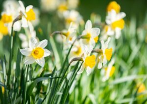 Ein Feld voller blühender Narzissen mit weißen und gelben Blüten, die den Frühling und das Osterfest symbolisieren.