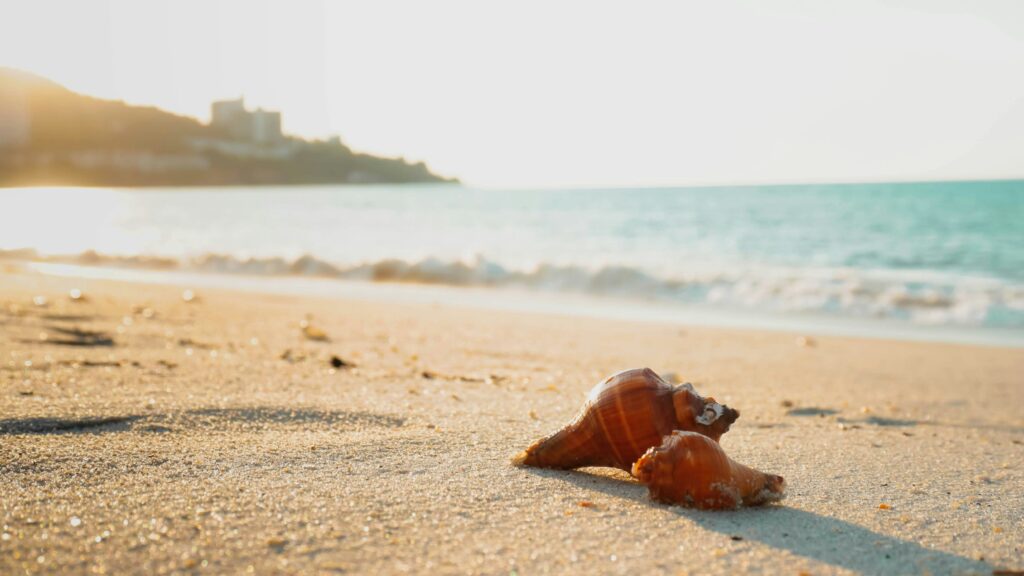 Muschel am Strand am Meer