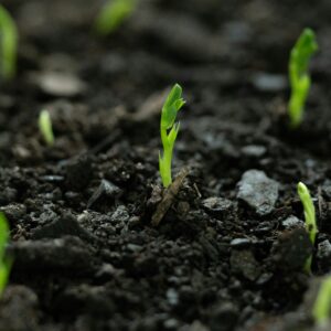 Frische, grüne Keimlinge sprießen aus dunkler, nährstoffreicher Erde und symbolisieren neues Leben.